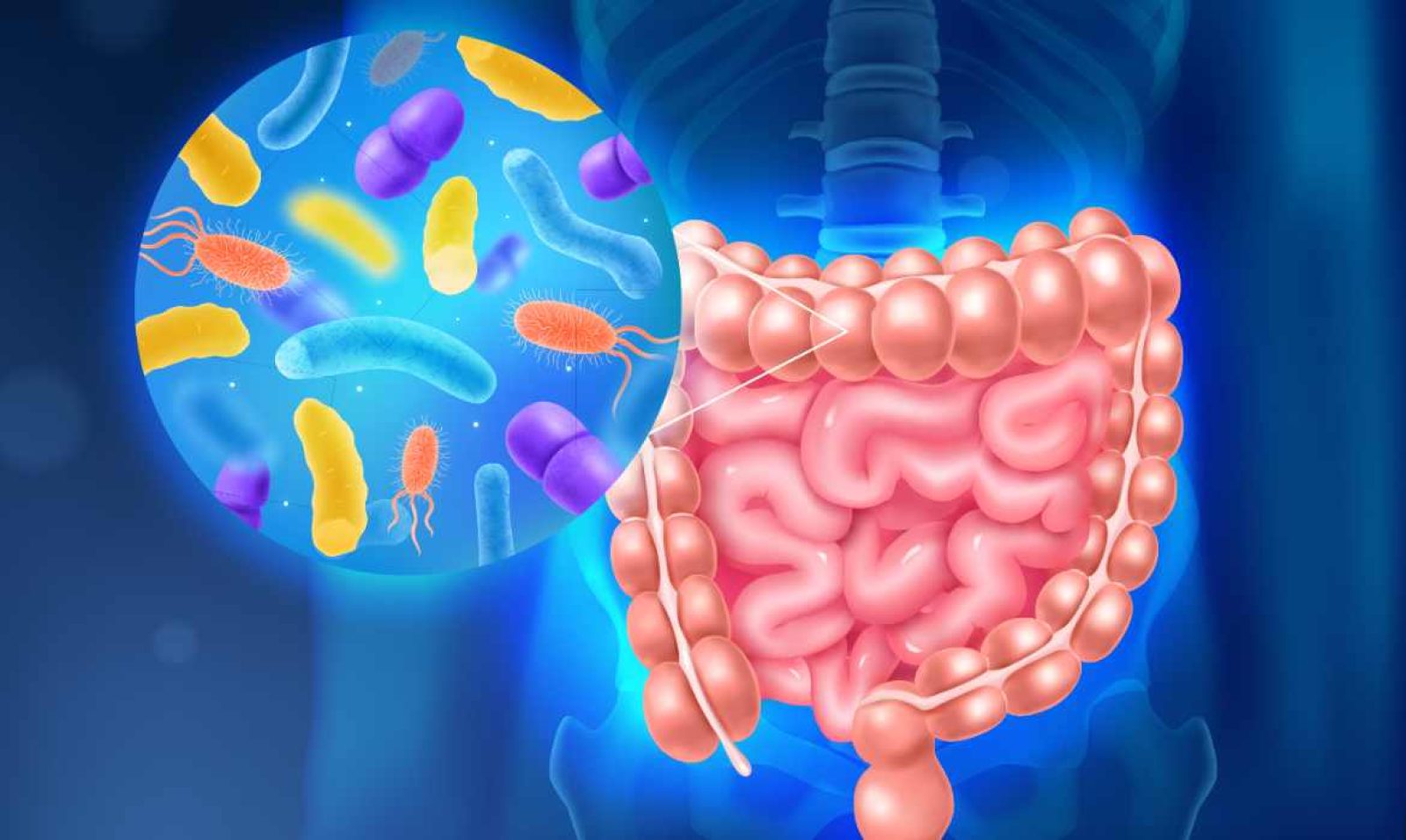 Un vistazo rápido a la microbiota intestinal